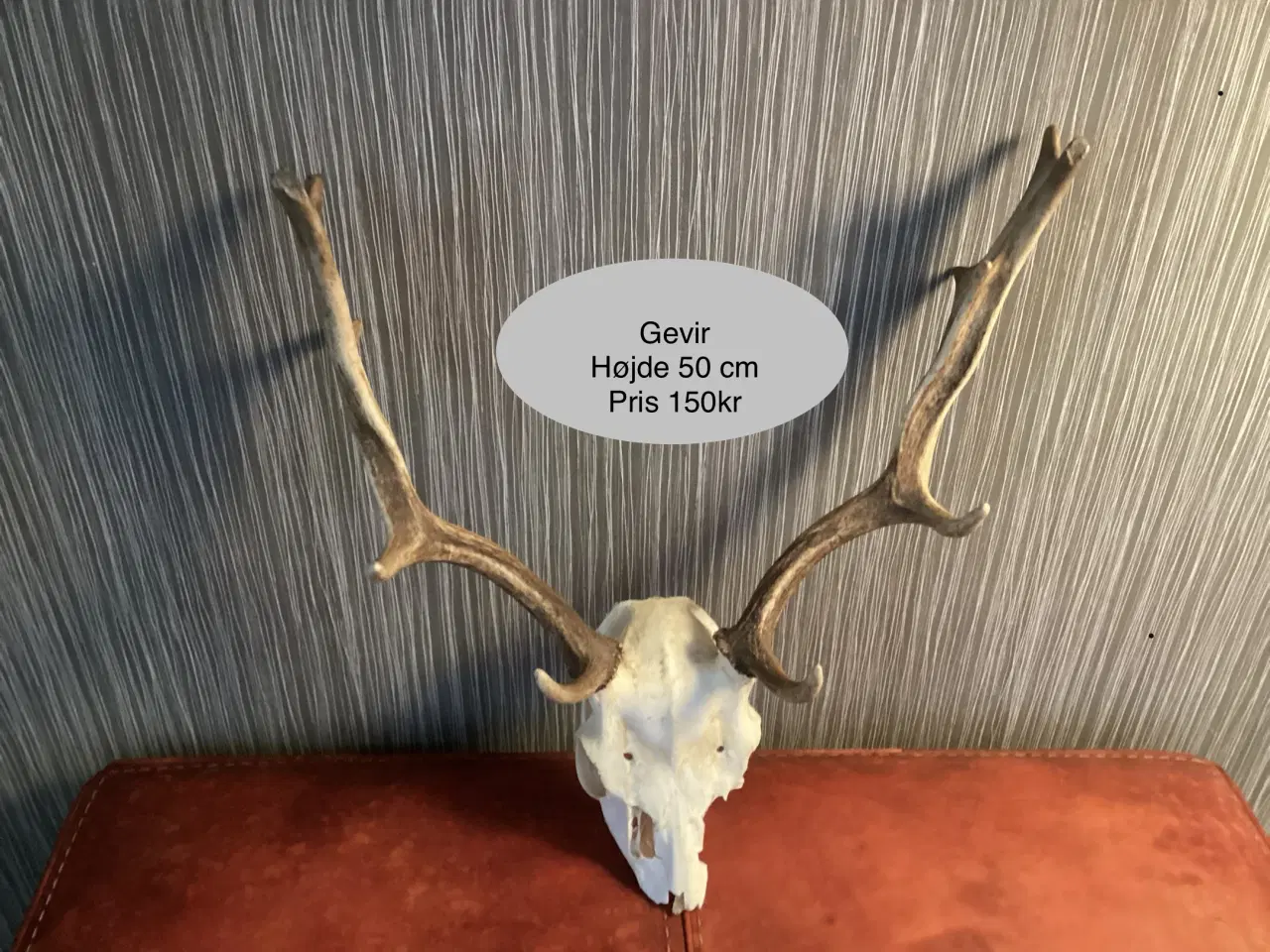 Billede 1 - Gevir fra rensdyr
