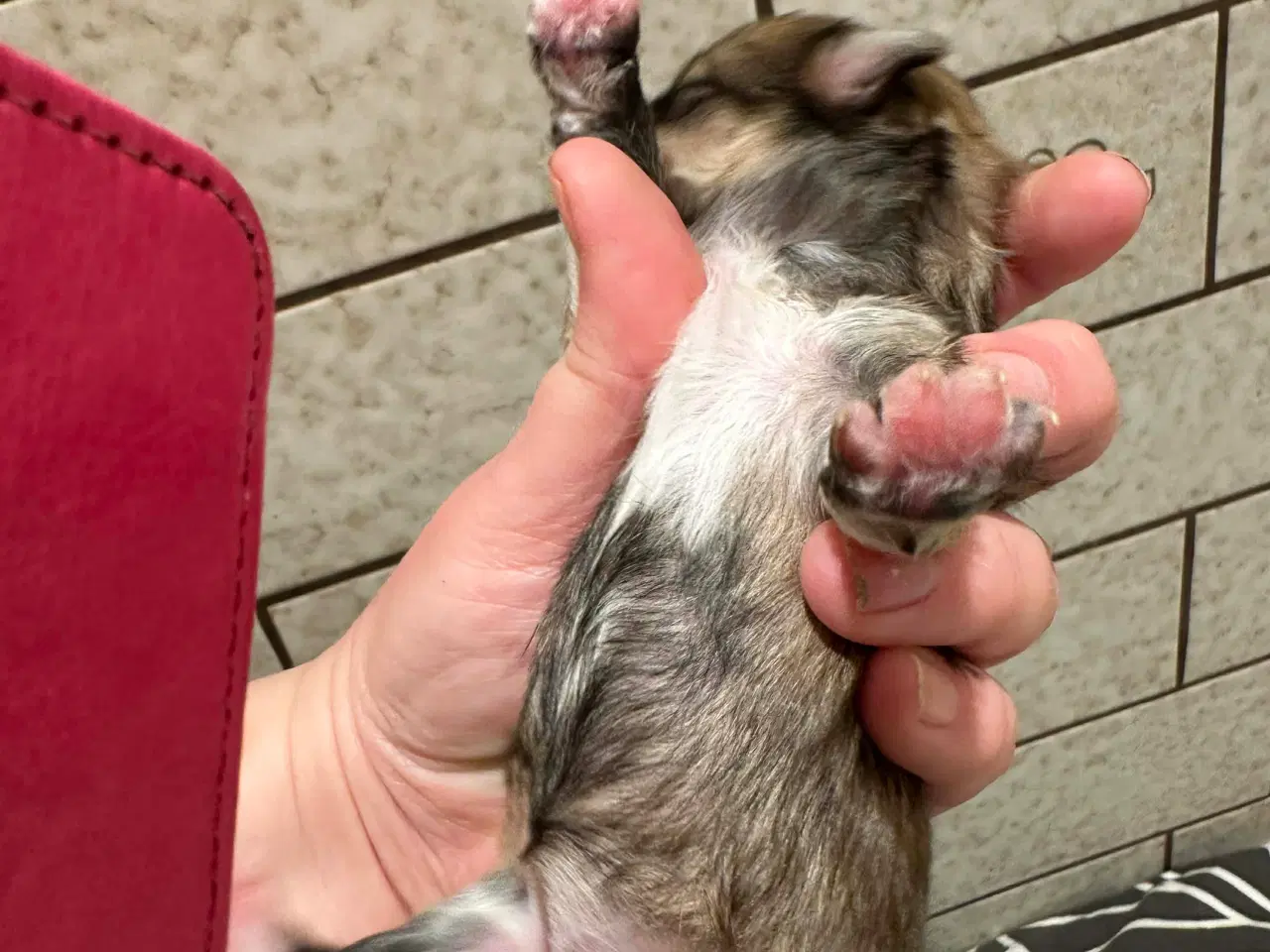 Billede 1 - Yorkshire Terrier/Coton De Tulear 