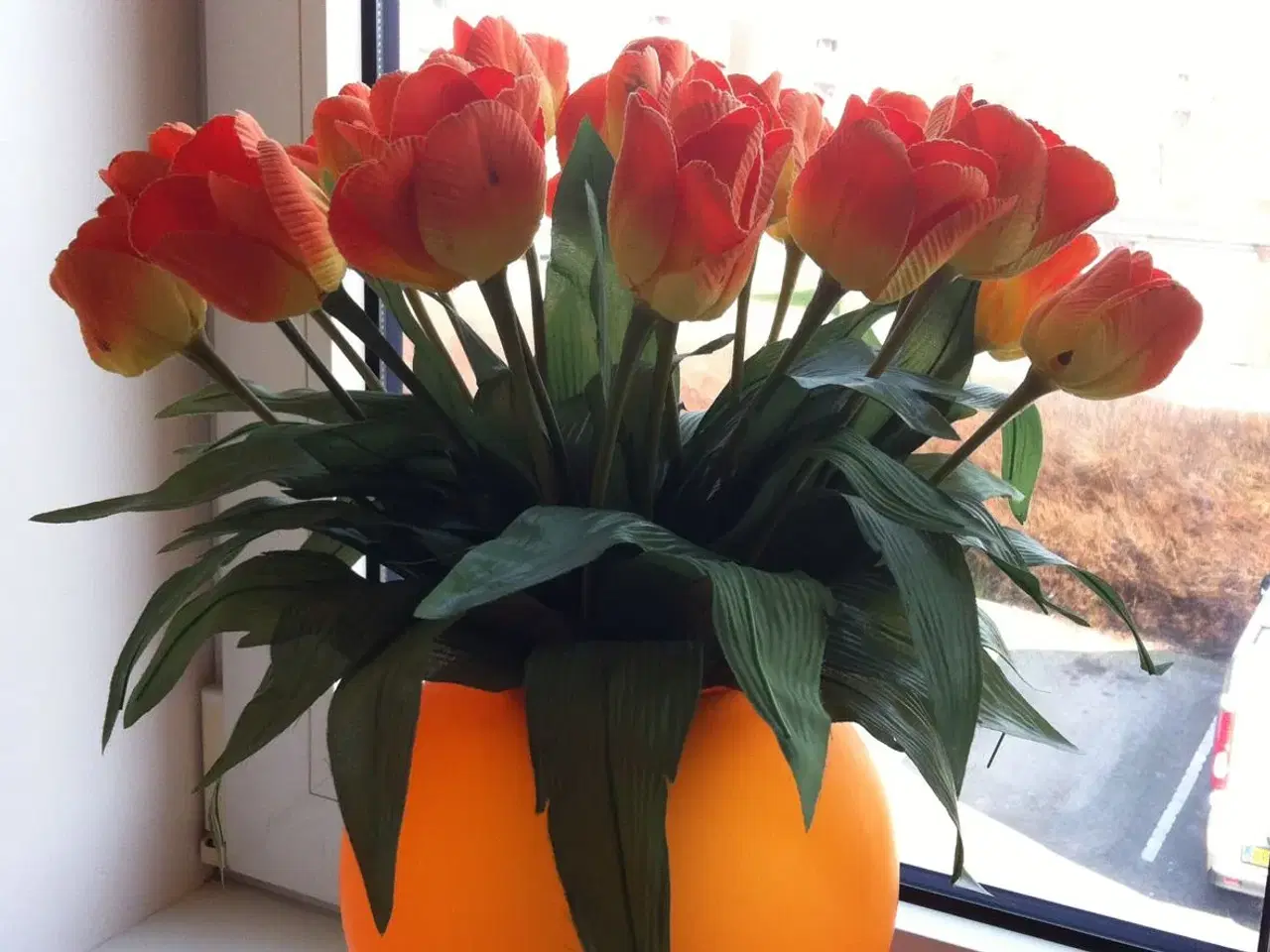 Billede 1 - Orange tulipaner til salg