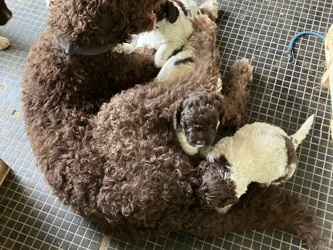 Billede 5 - Curly Coatted Retriever/ Lagotto Romagnolo 
