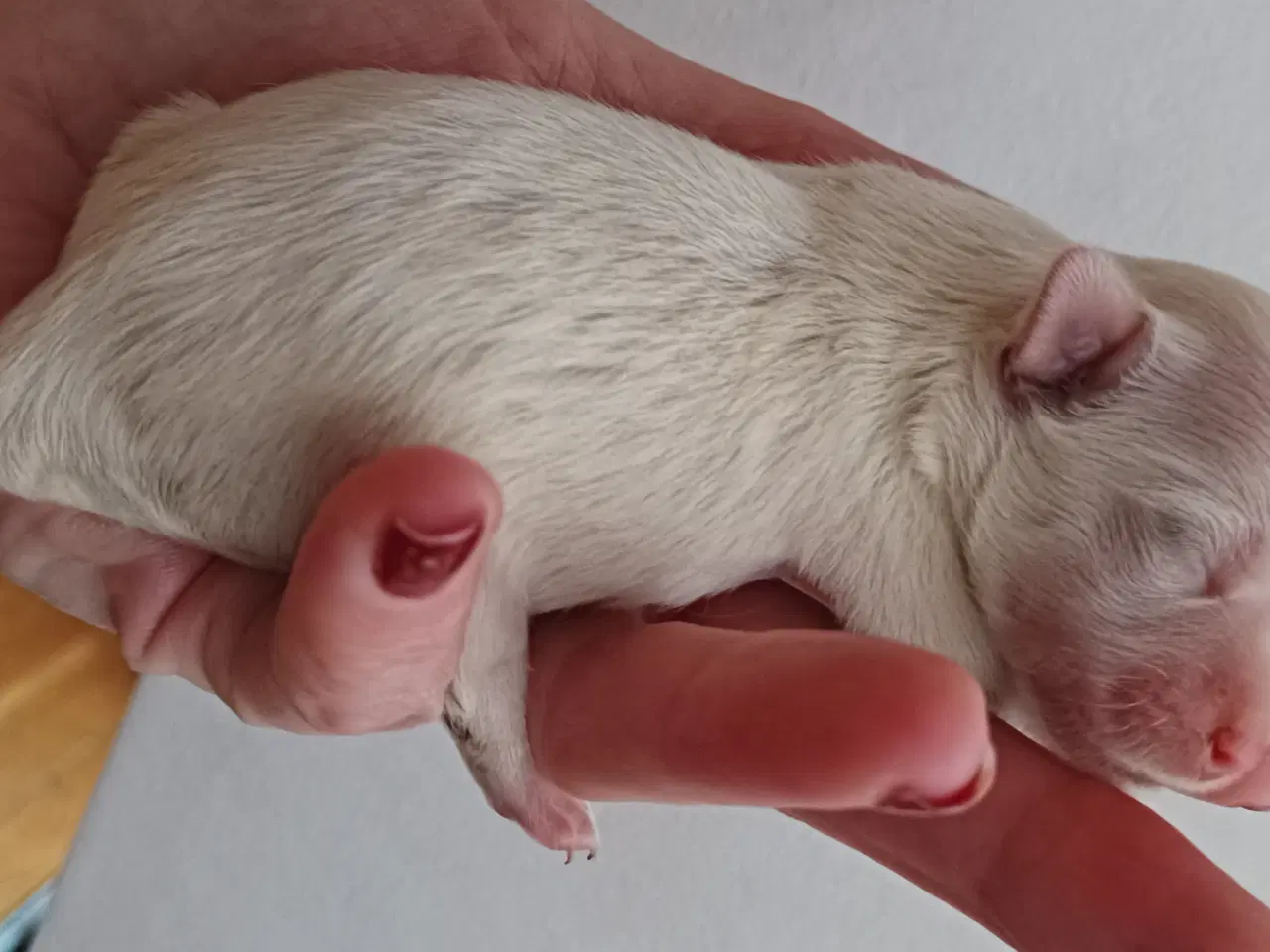 Billede 4 - Chihuahua hvalp søger familie 