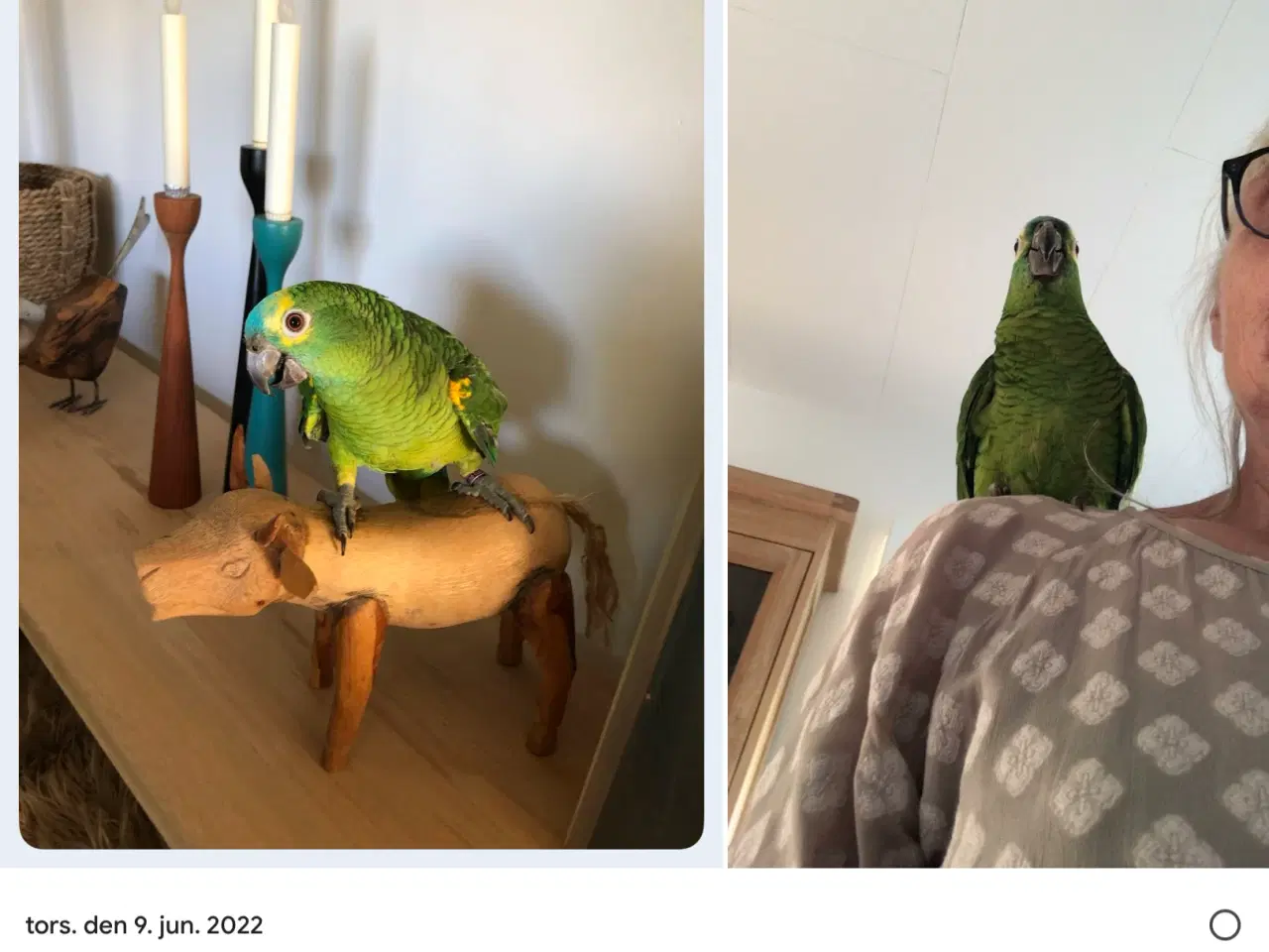 Billede 2 - Super sød Amazone papegøje