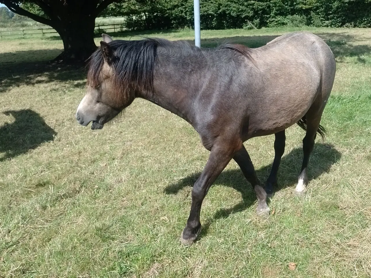 Billede 1 - Welsh hingsteplag   1  år