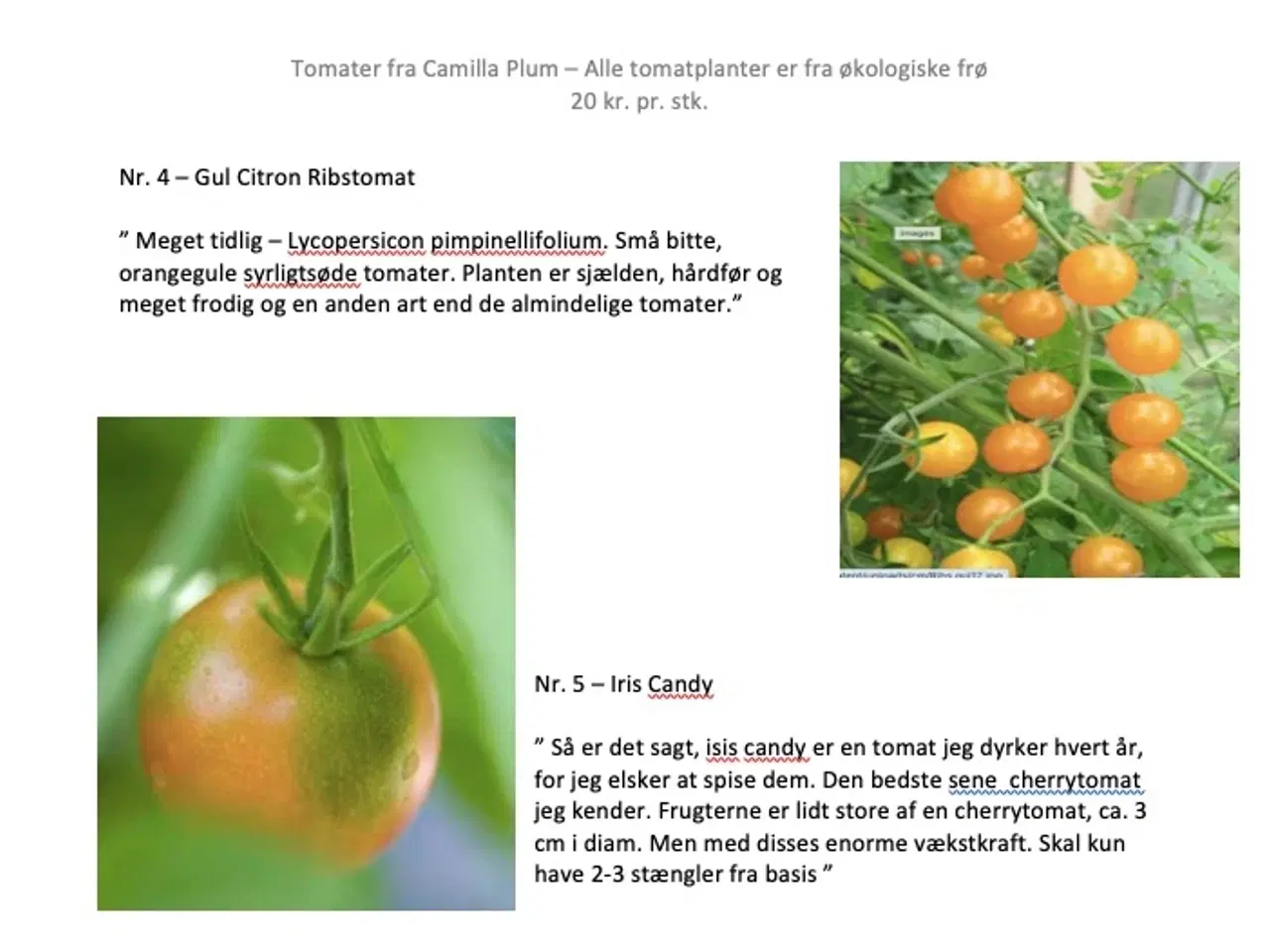 Billede 2 - Økologiske Tomat planter fra Camilla Plum