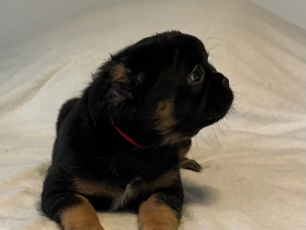 Billede 6 - Fluffy Fransk bulldog valpar leveranklara