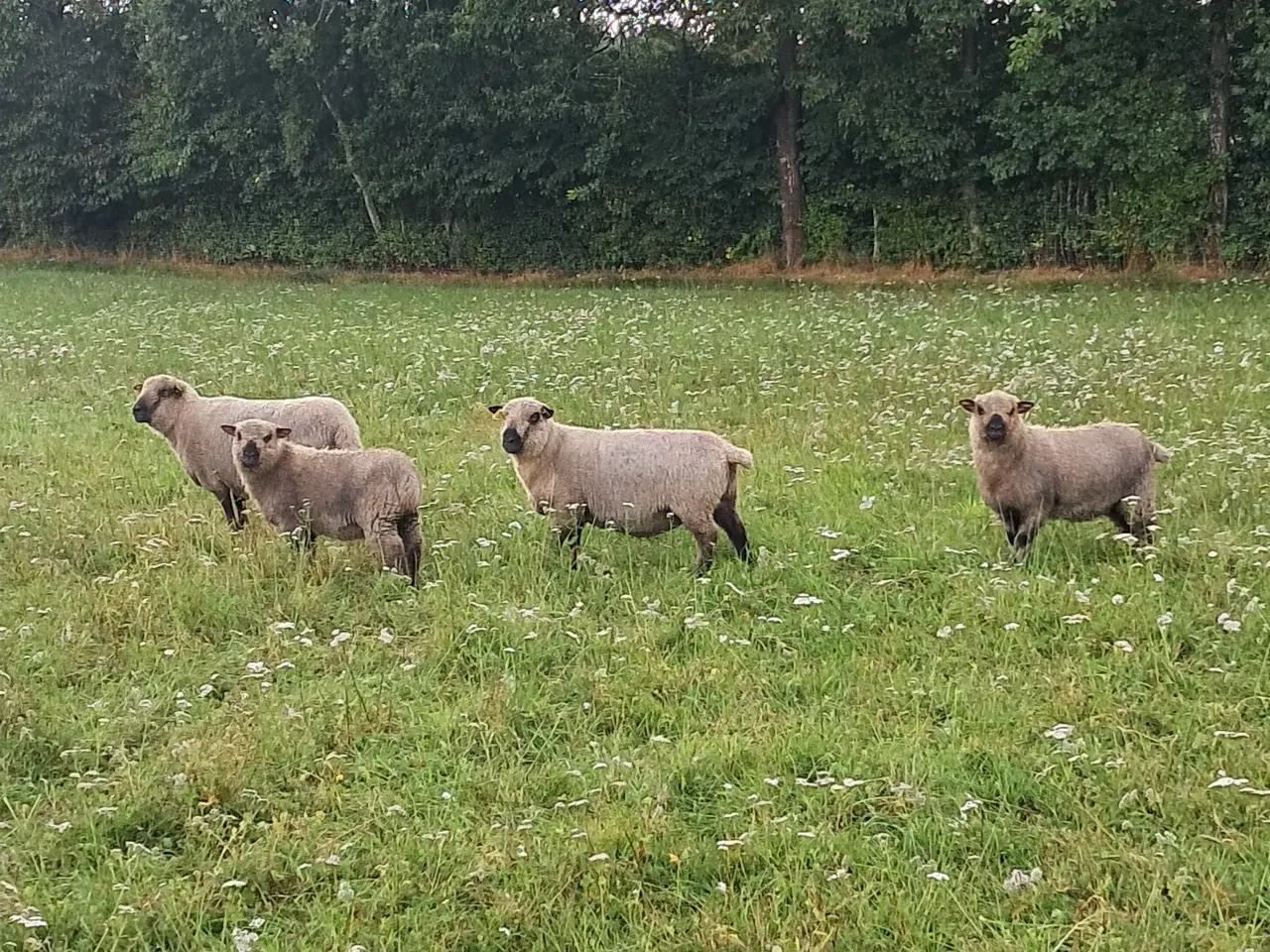 Billede 1 - Shropshire gimmere