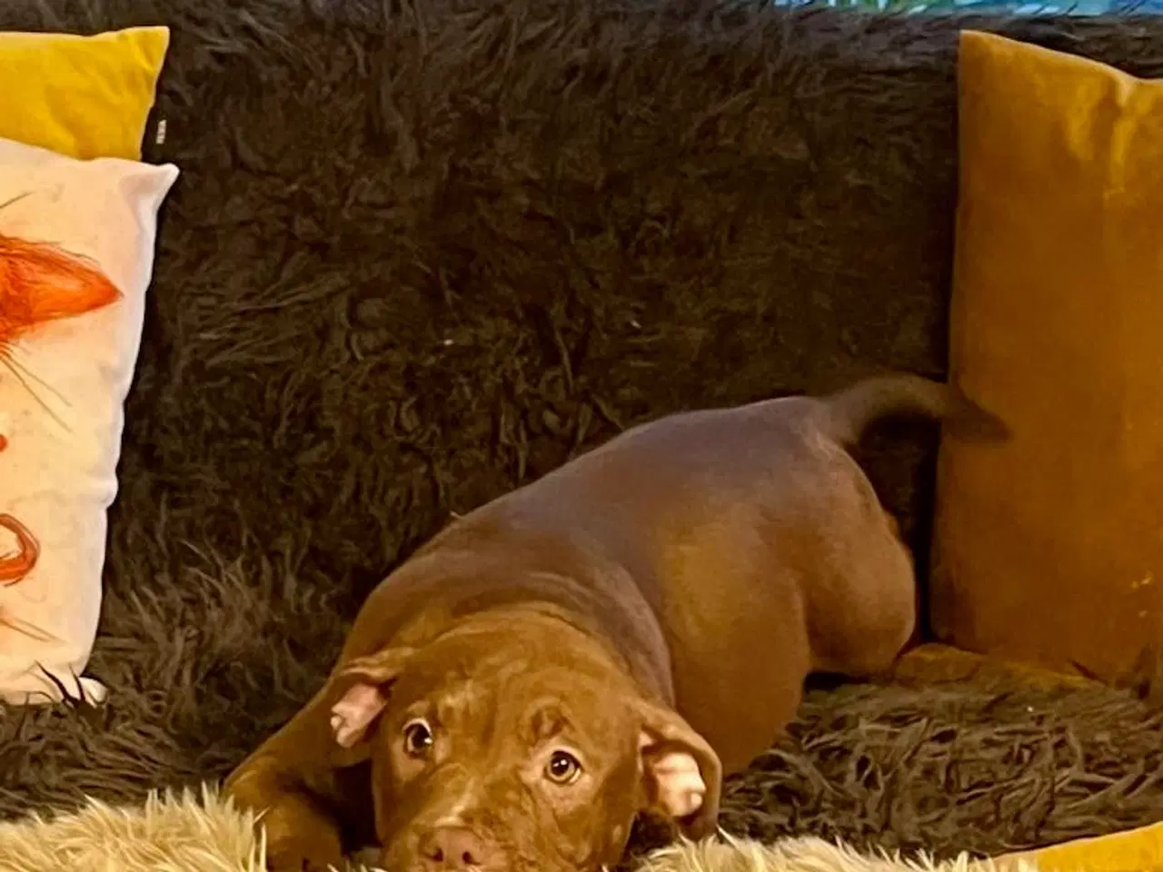 Billede 14 - Old english bulldog