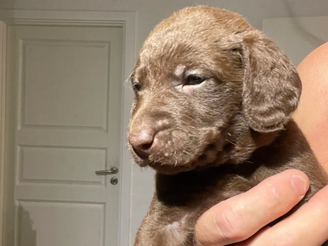 Billede 7 - Labradoodle