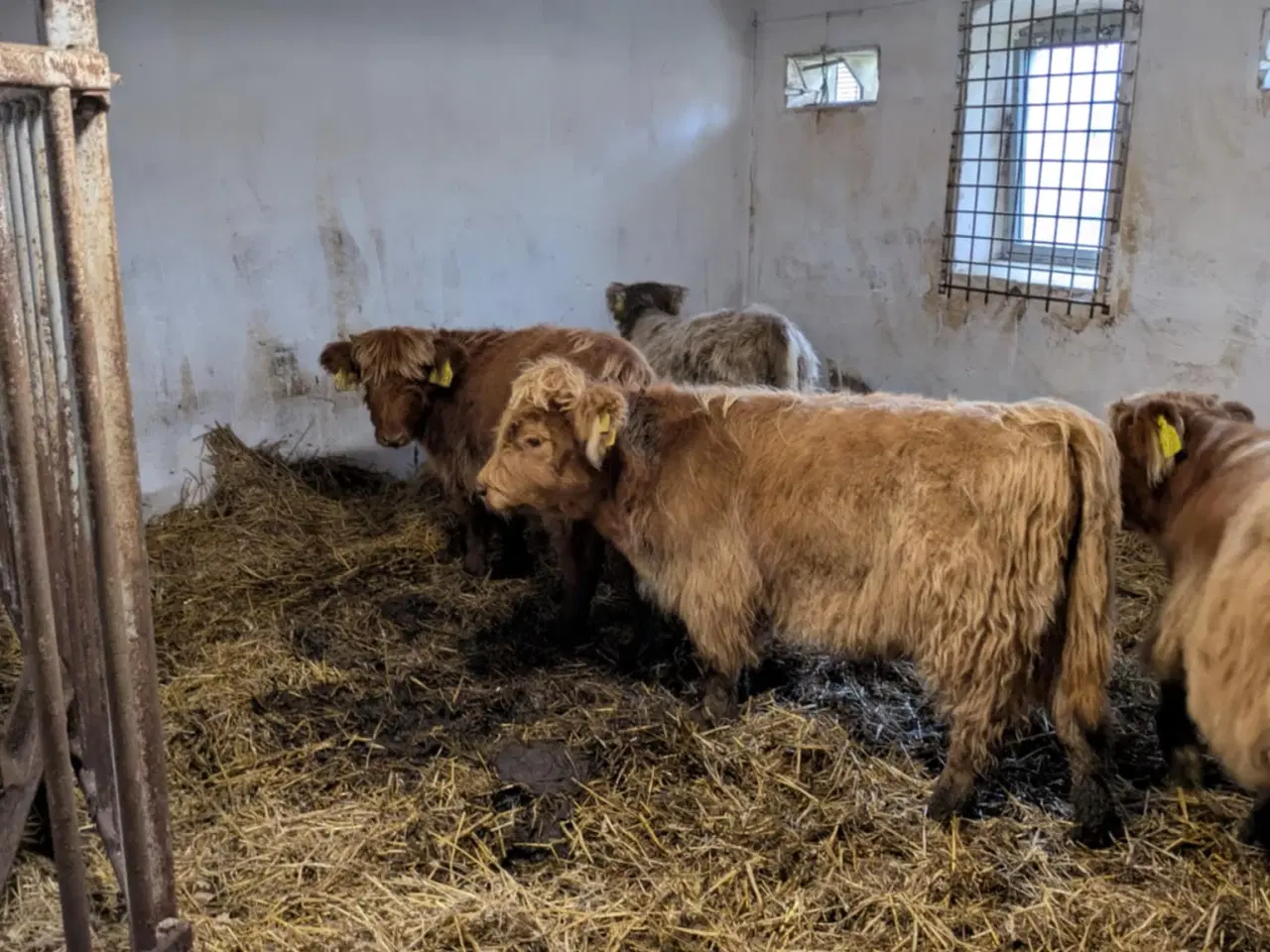 Billede 6 - Skotsk højlandskvæg til salg – 8 stk.
