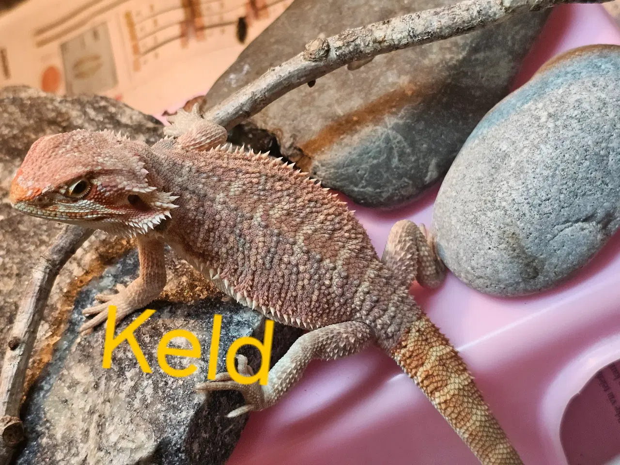 Billede 8 - Skægagame unger med rabat ( : Bud modtages 😊