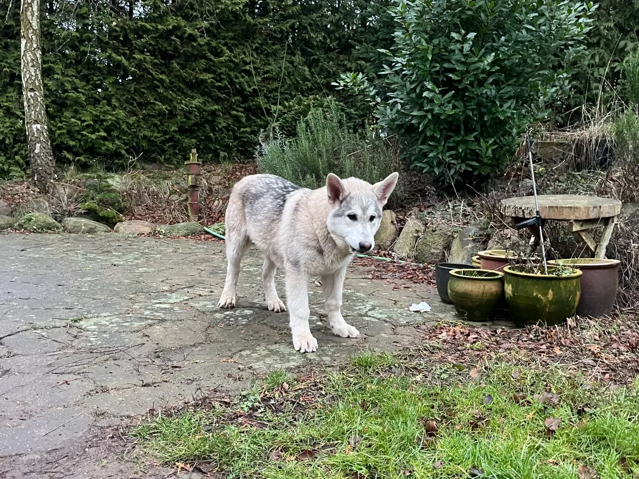 Billede 7 - Imponerende flot Malamute