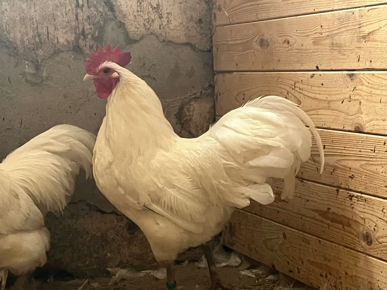 Billede 1 - Kom med et bud - 1.3 Fantastisk avlsstamme 