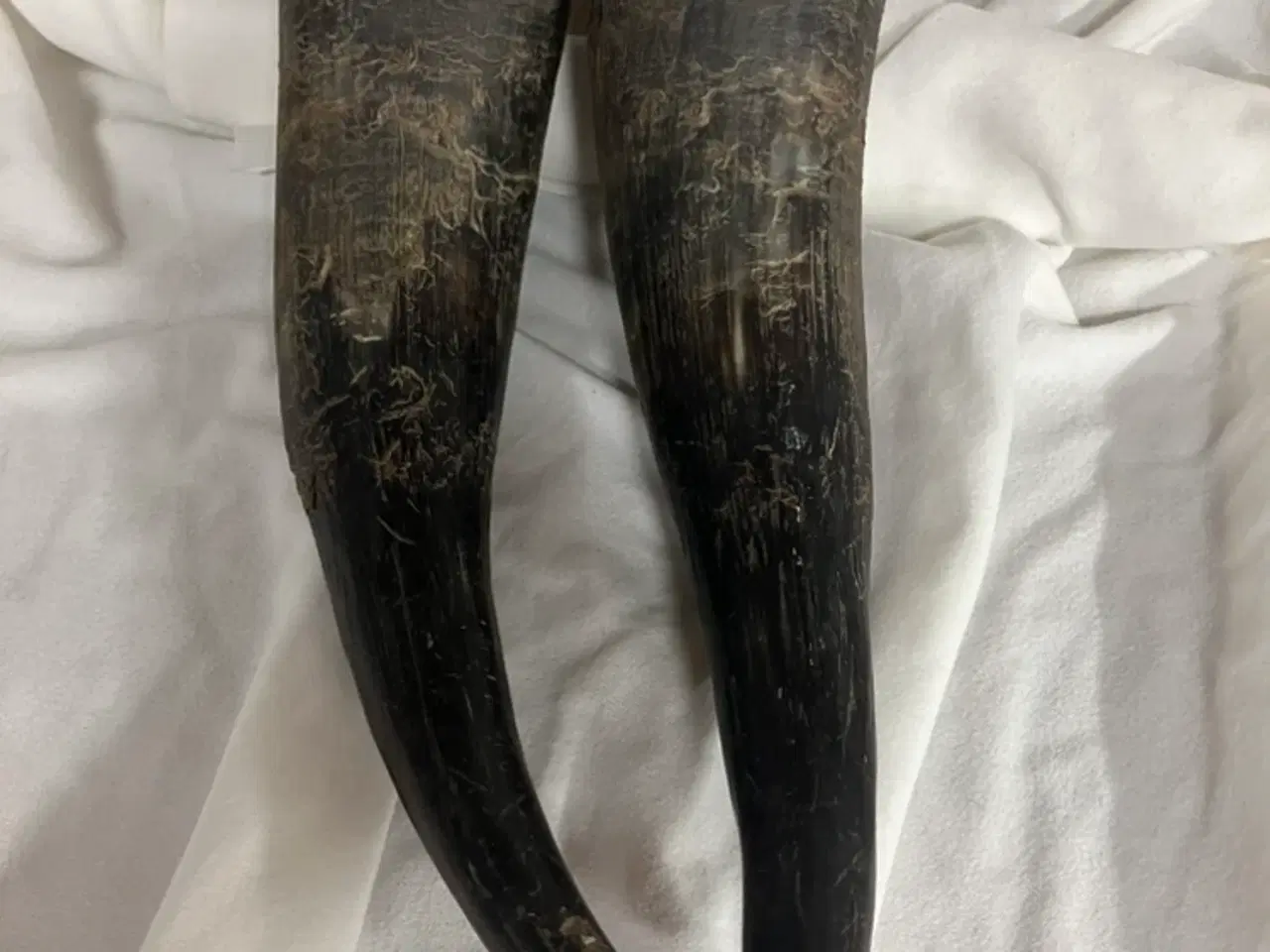 Billede 5 - Fine horn / kohorn 
