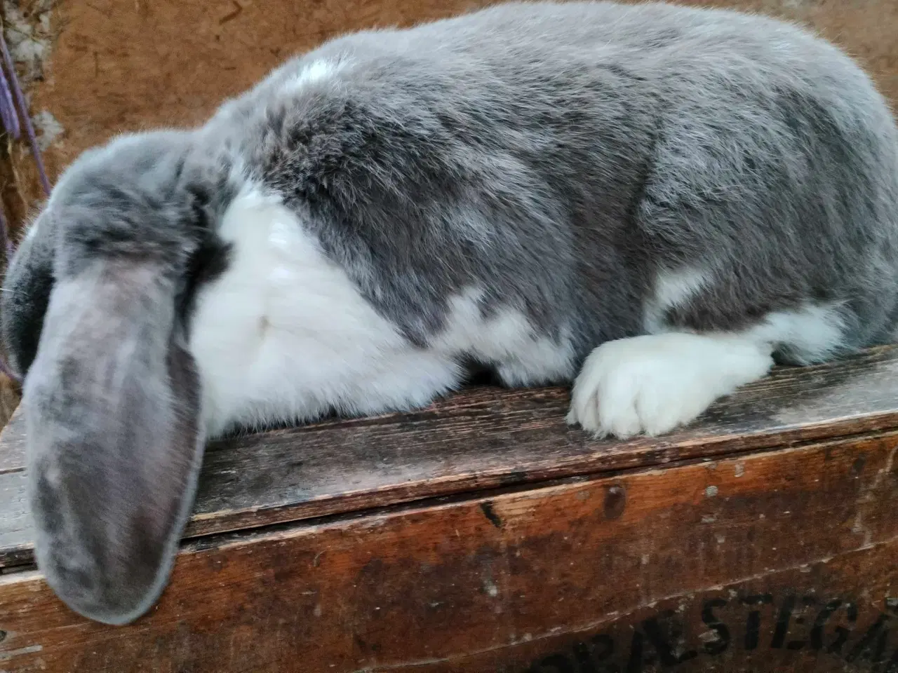 Billede 3 - Fransk vædder 