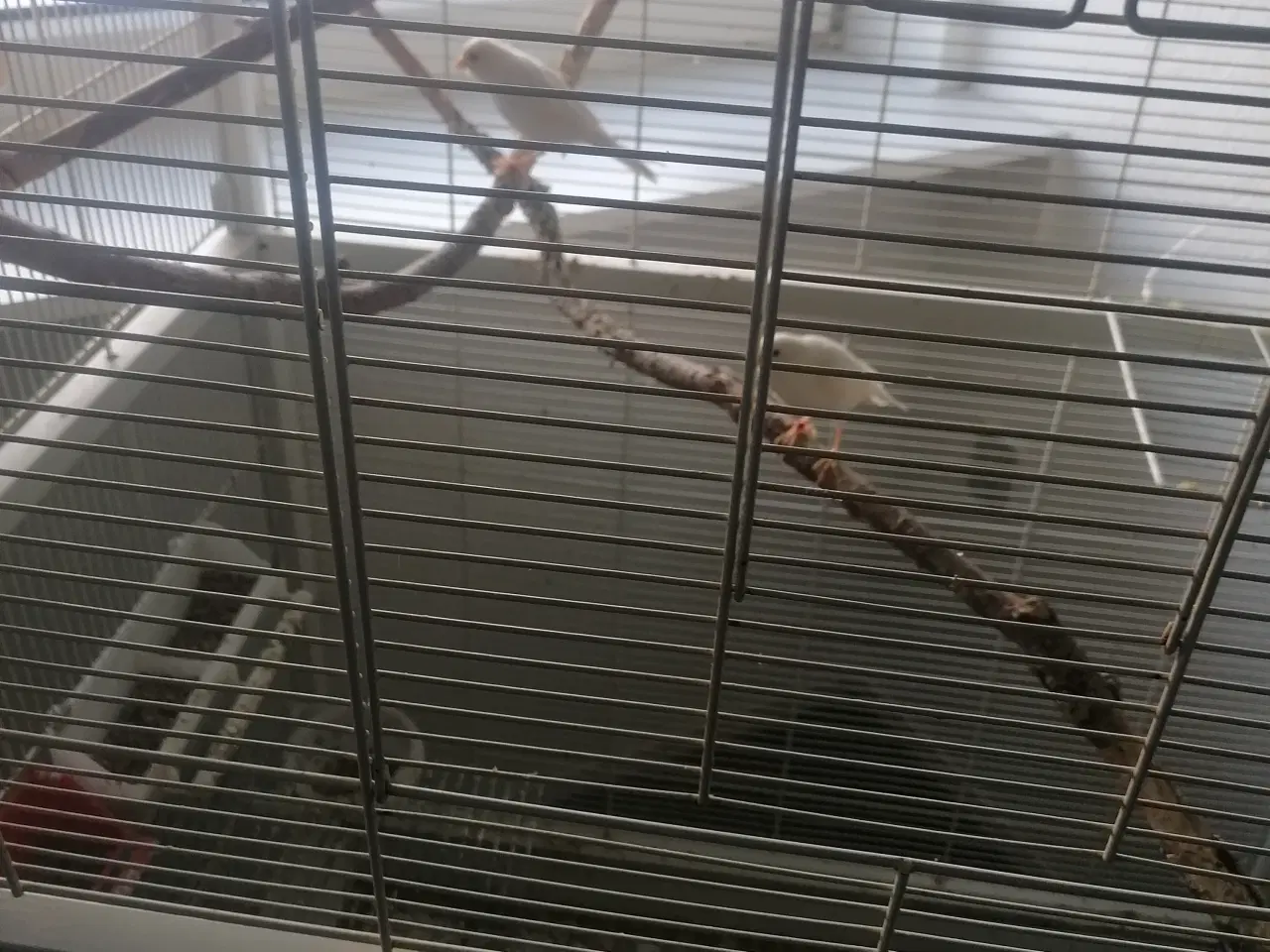 Billede 3 - Hvide og gule kanariefugle fra 2025