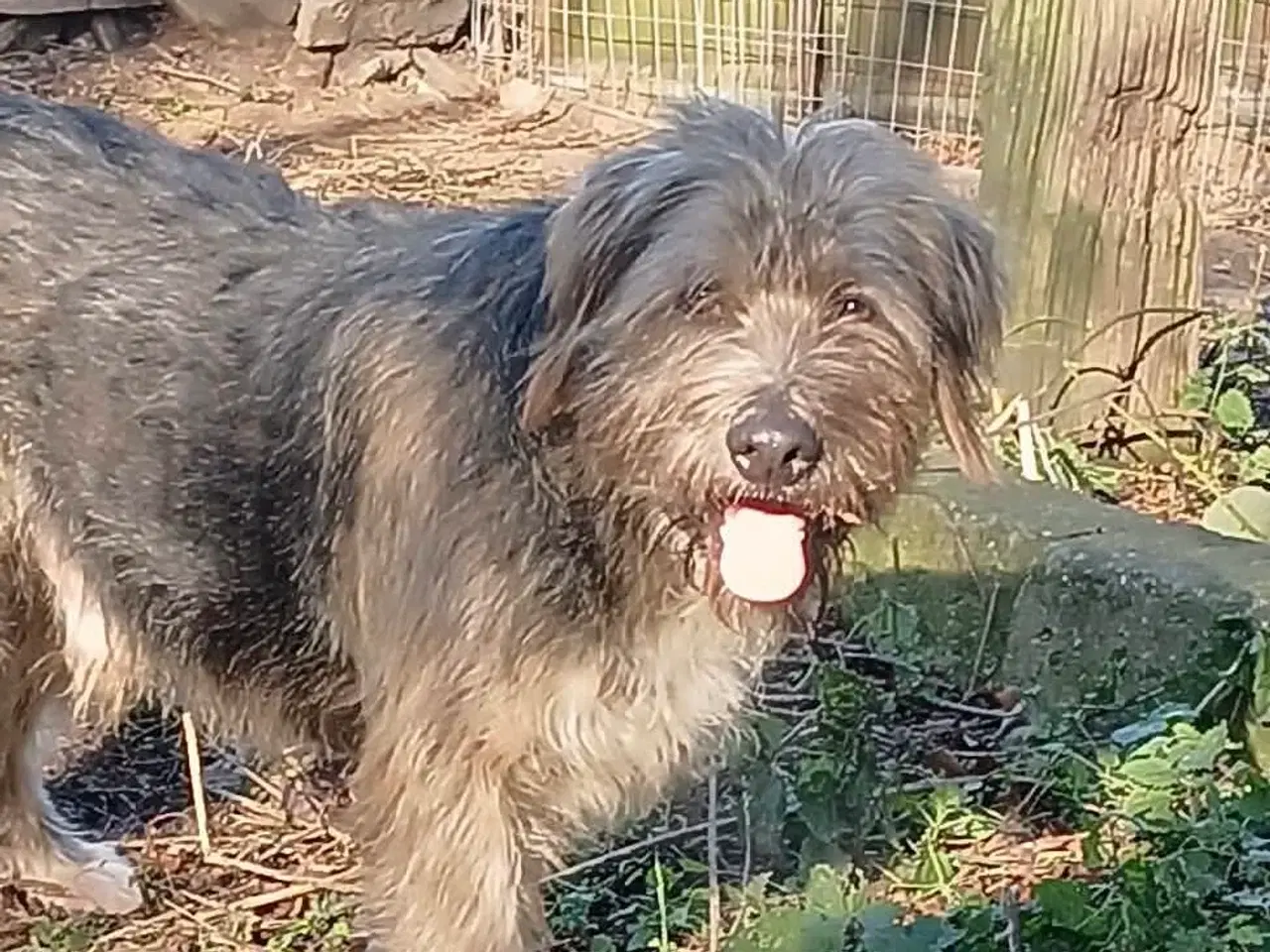 Billede 4 - Sødeste milde j.bieber søger et hjem