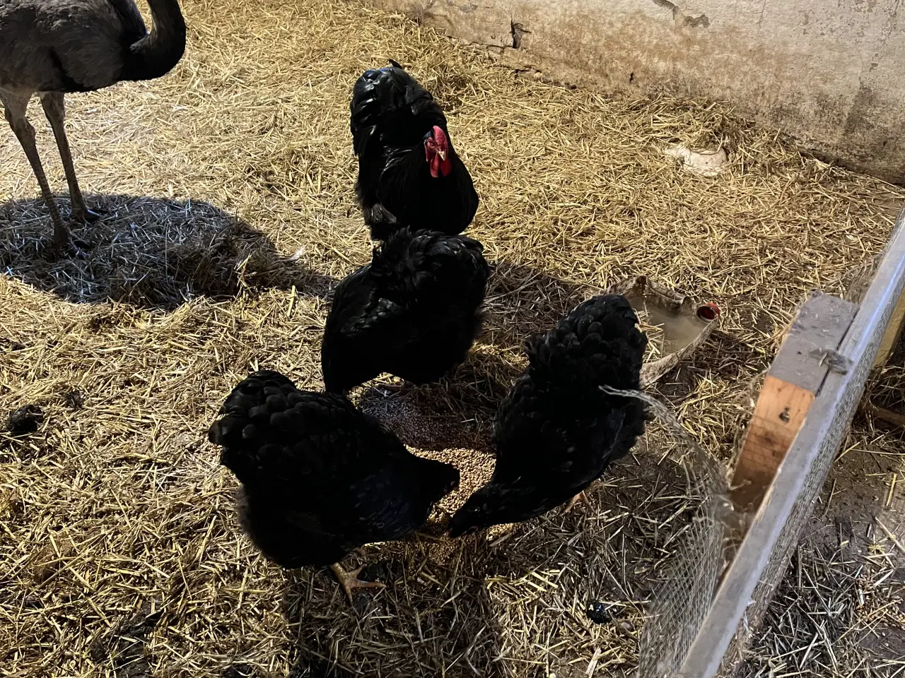 Billede 3 - Wyandotter stor