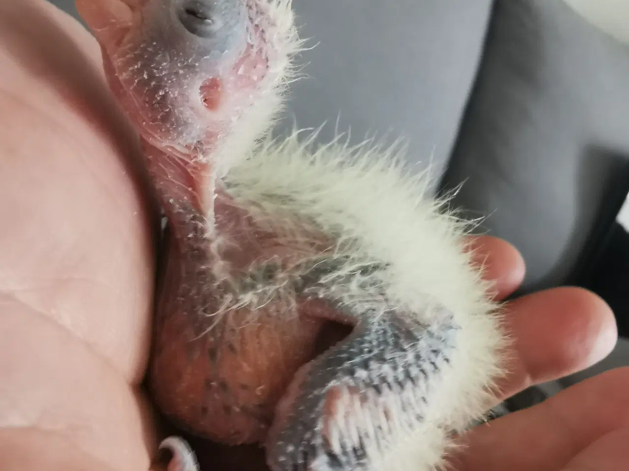 Billede 4 - Nymfeparakit unger tamme sælges 