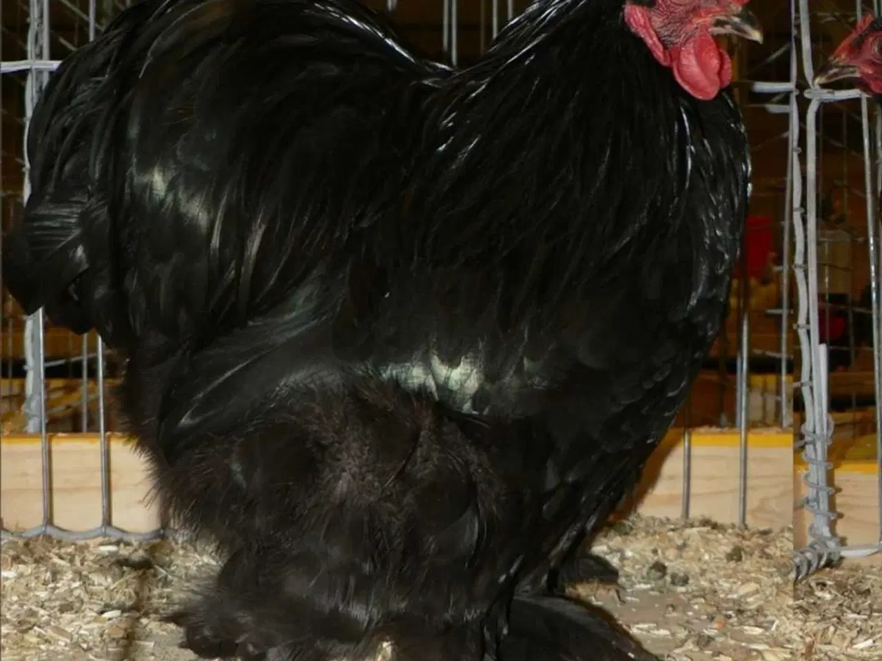 Billede 1 - Sorte Kochin Dværghøns