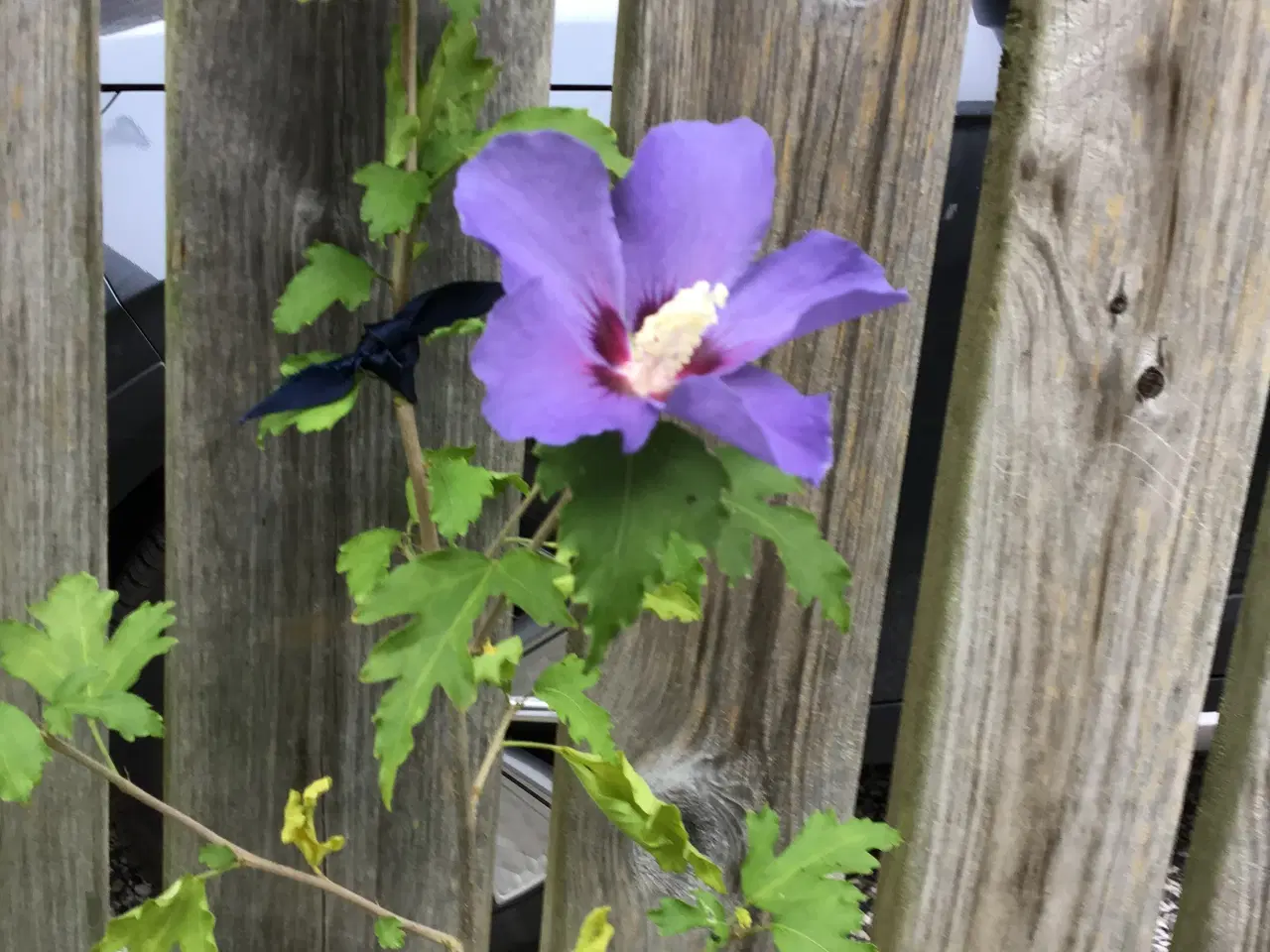Billede 3 - Hibiscus/Syriske roser