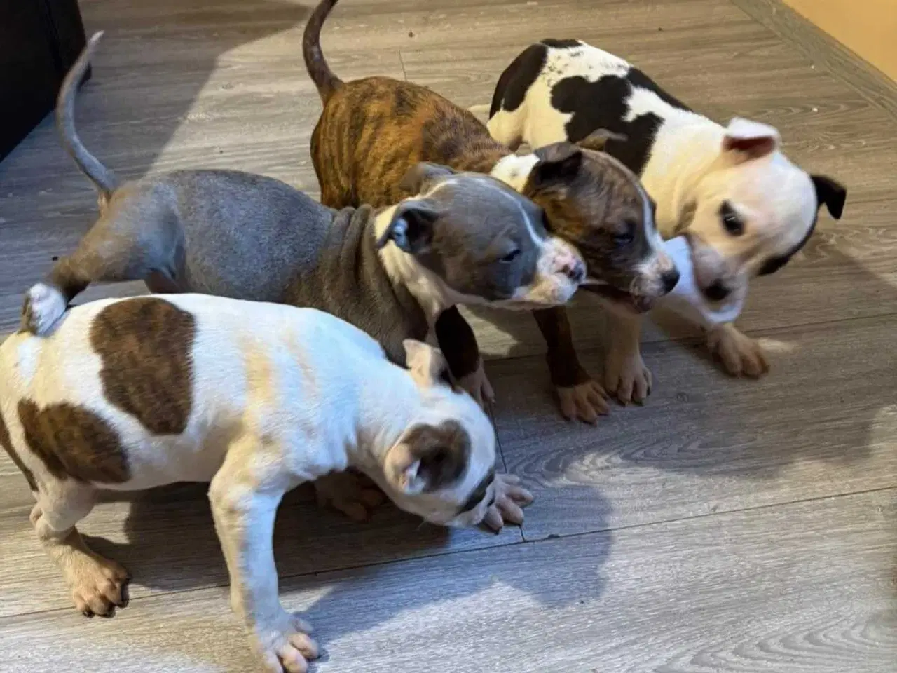 Billede 8 - American Bully XL hvalpe