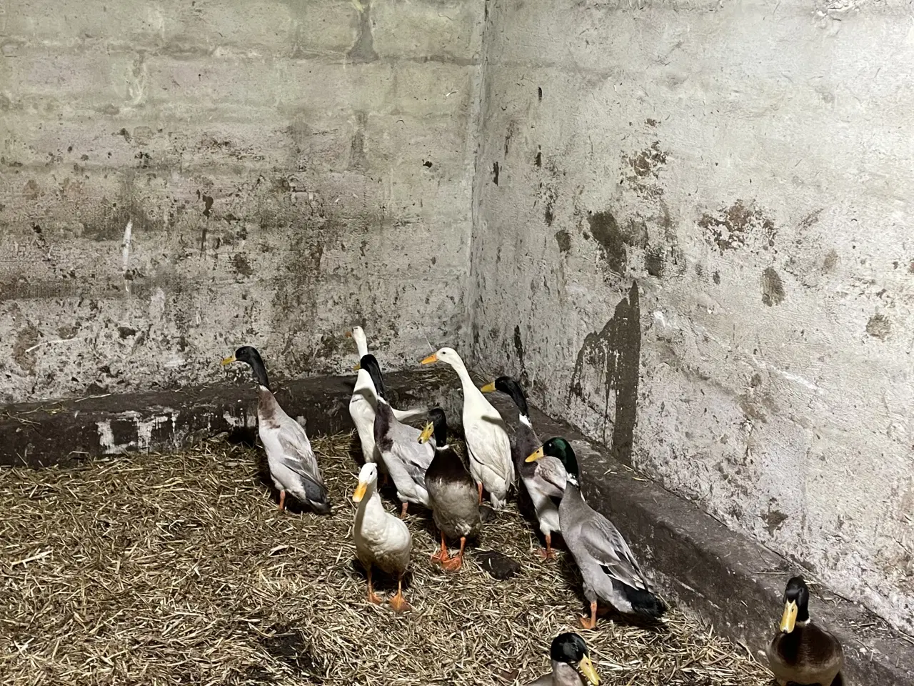 Billede 2 - 10 løbe ænder sælges