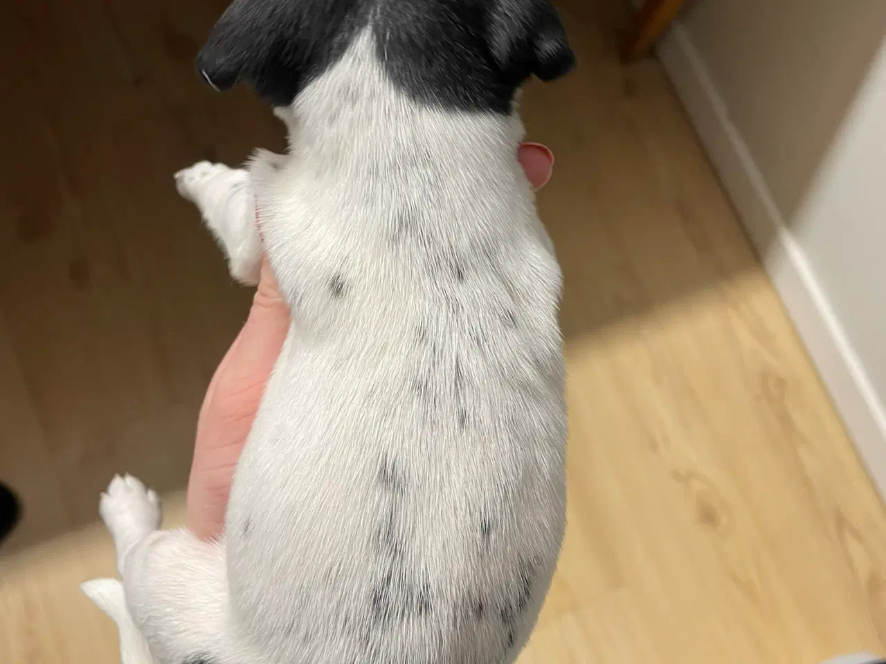 Billede 4 - Foxterrier til salg