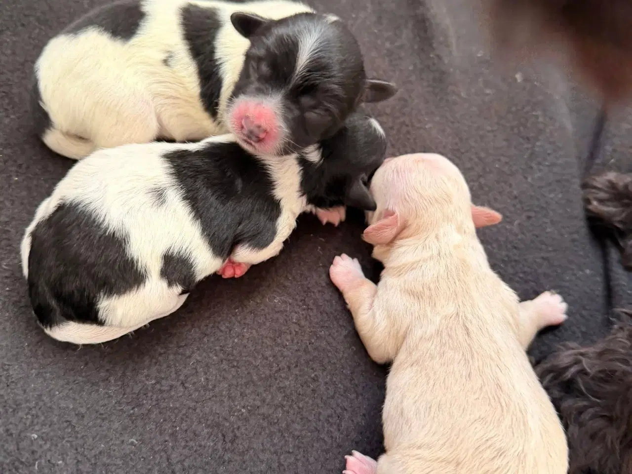 Billede 1 - Sødeste Maltipoo hvalpe sælges