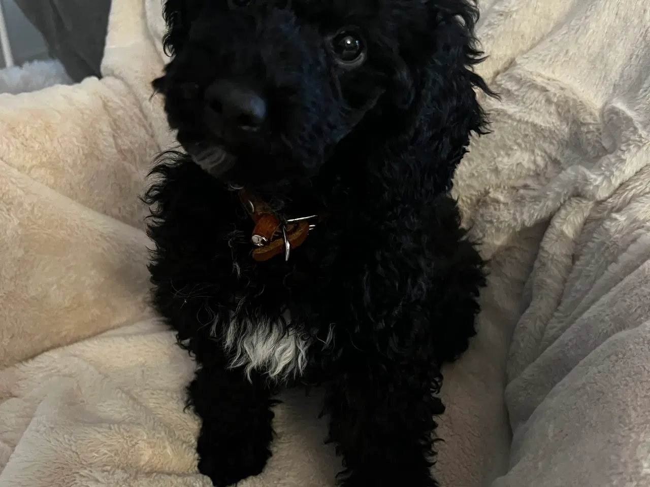 Billede 4 - Den sødeste puddelhvalp søger kærligt hjem