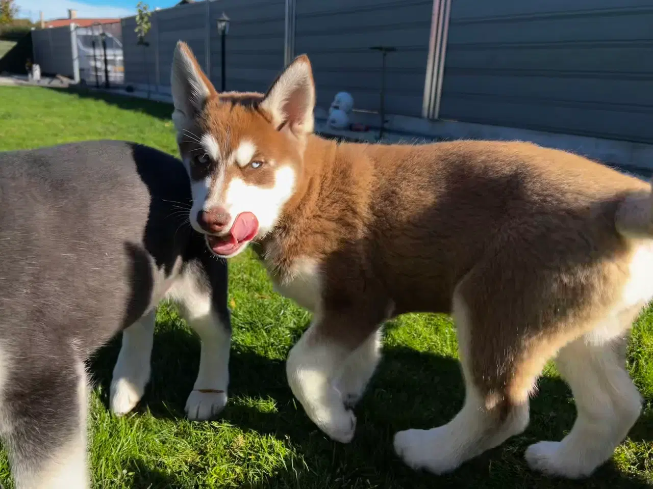Billede 12 - Din nye husky ven venter på dig