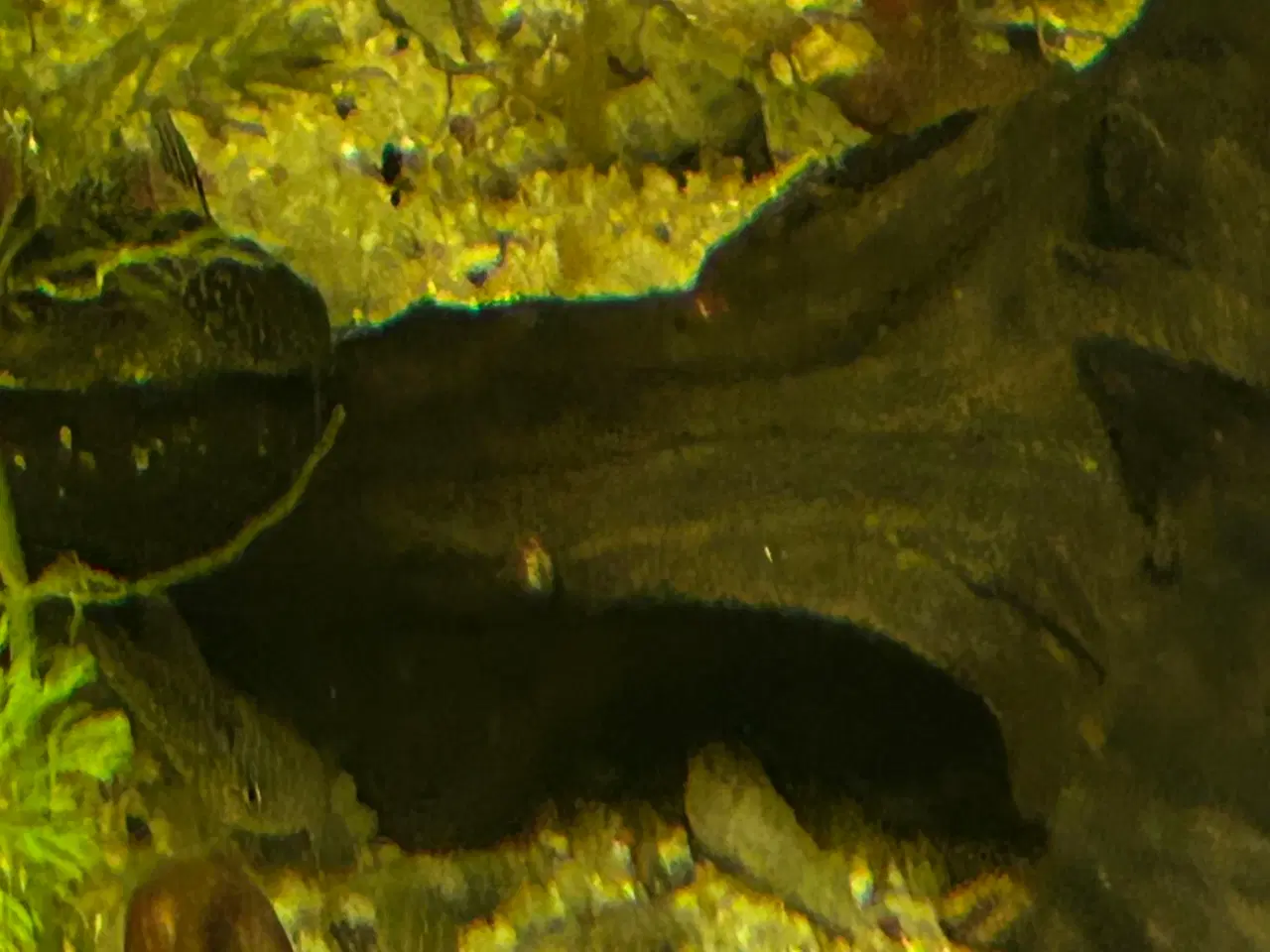 Billede 8 - 🐠✨ Nannus pansermaller – Fredelige bundfisk 