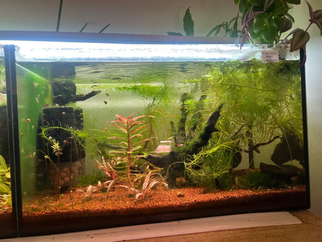 Billede 2 - Fire ens 45 liters akvarier på møbel hvis ønskes