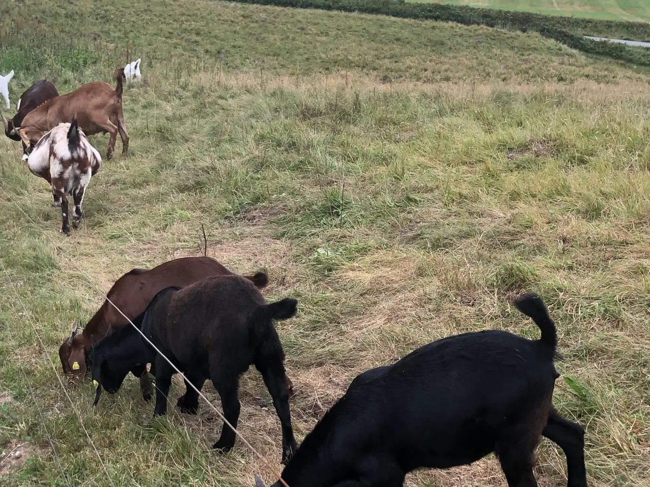Billede 2 - Boer 10 stk gimmer kid med M3 status og stamtavler