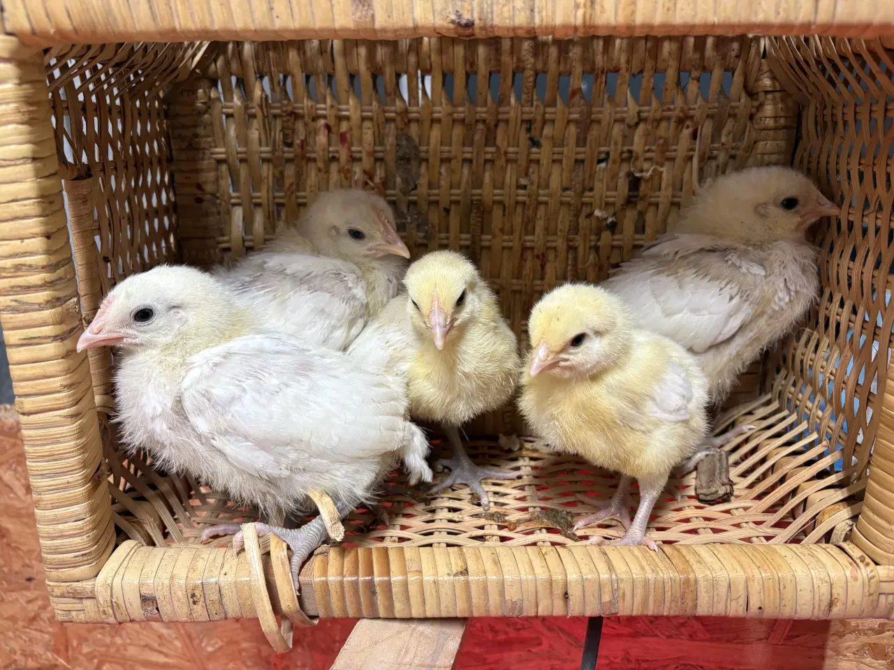 Billede 2 - Kylling la bresse 