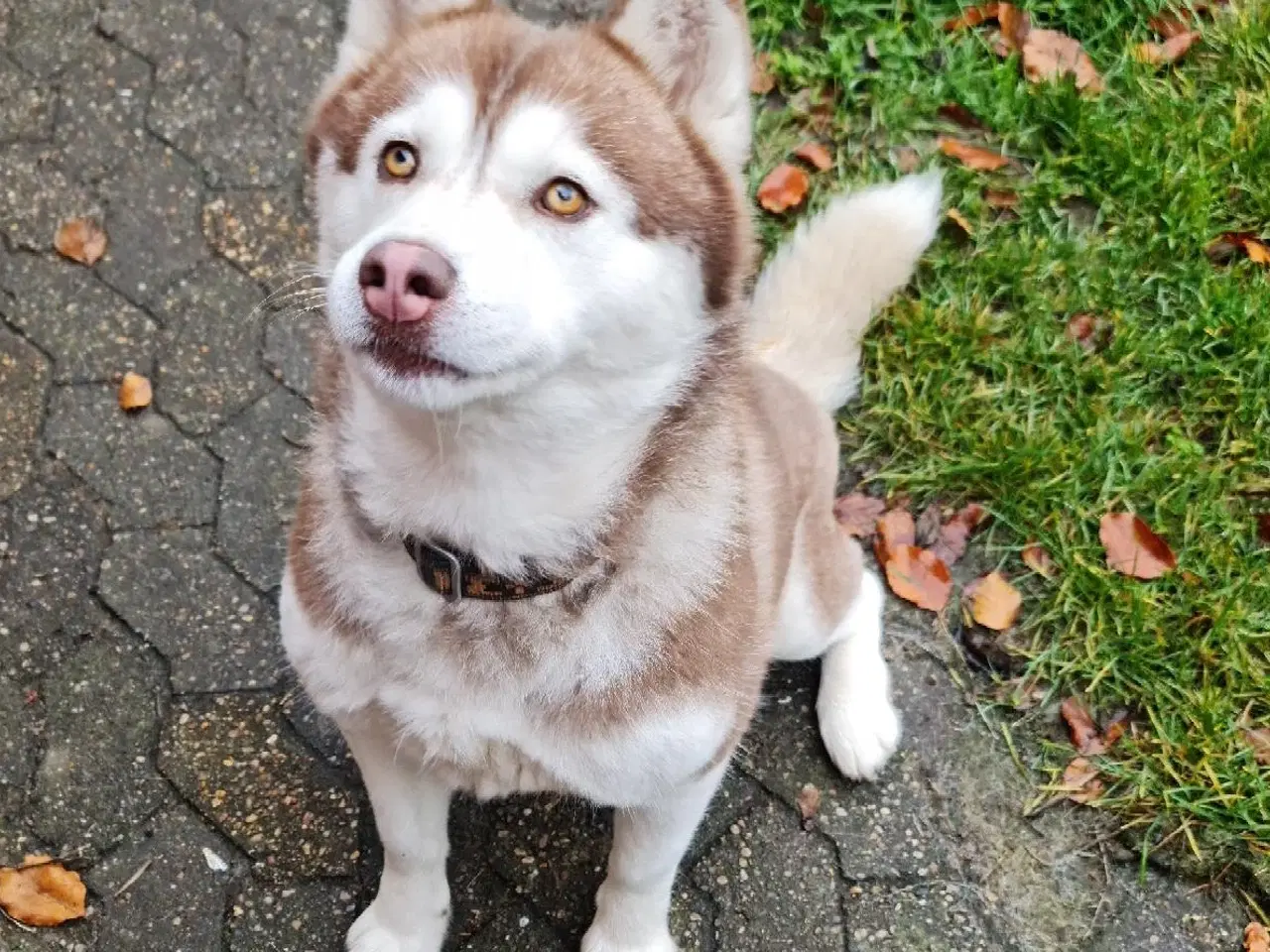 Billede 9 - Dejlig husky pige på 3 år søger nyt hjem