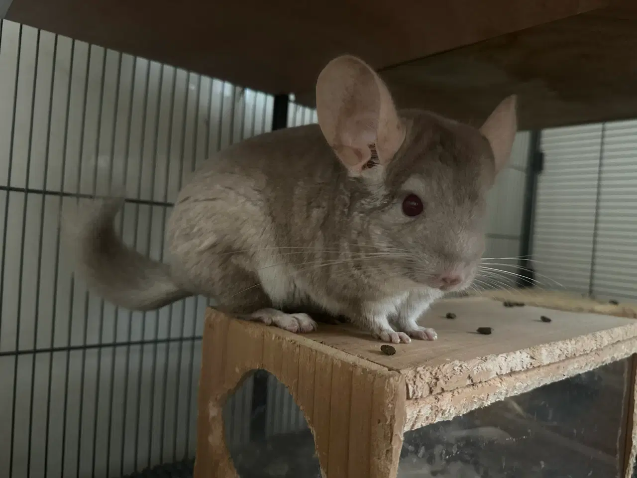 Billede 2 - To hun chinchillaer søger nyt hjem