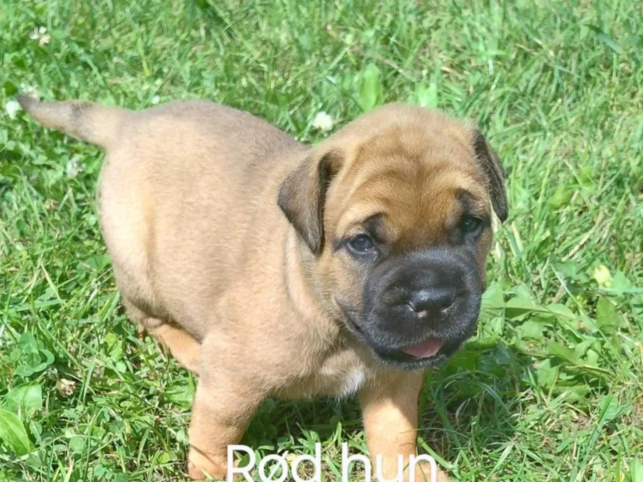 Billede 8 - Bullmastiff hvalpe til salg