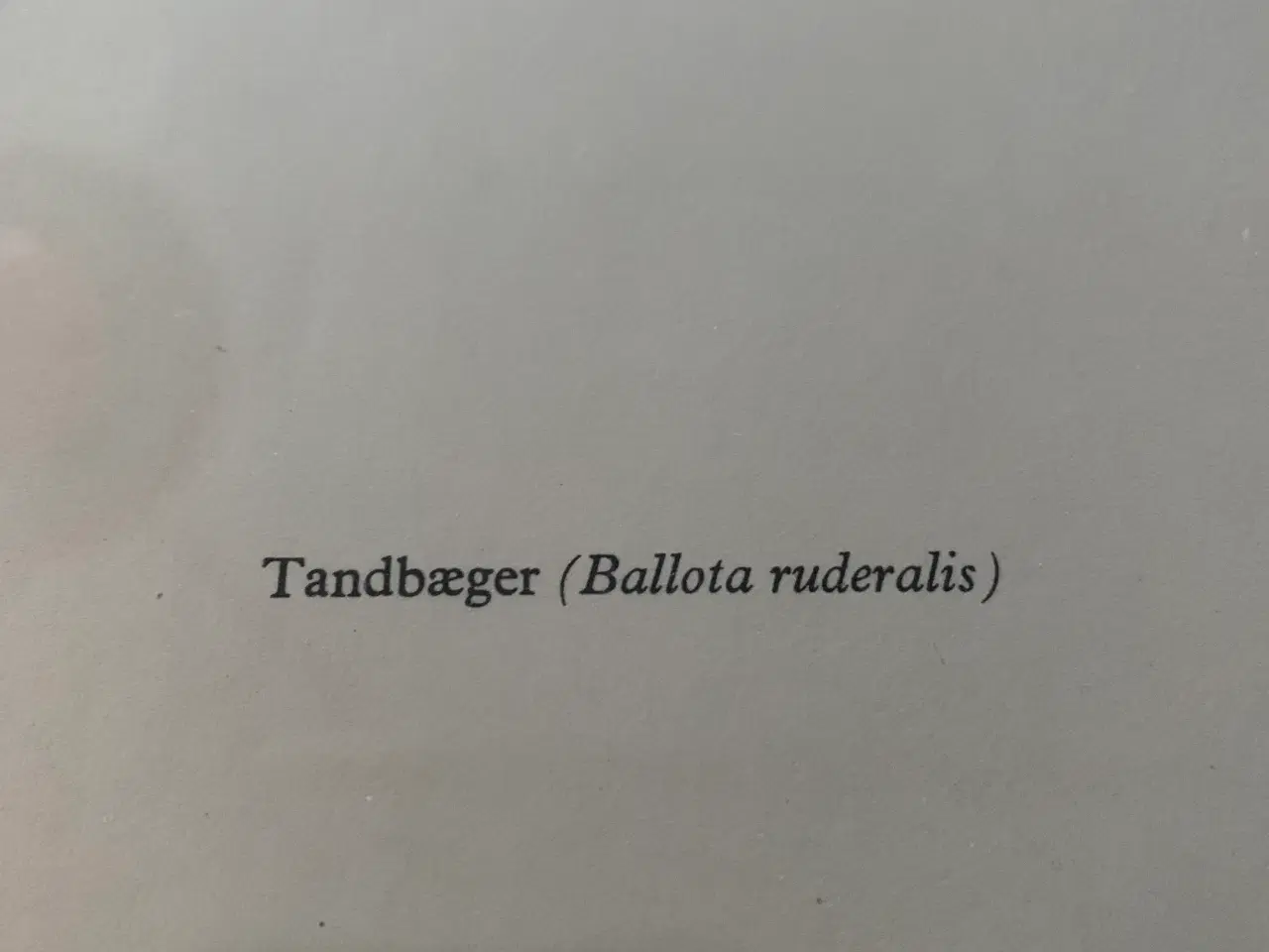 Billede 4 - Flora Danica - Tandbæger