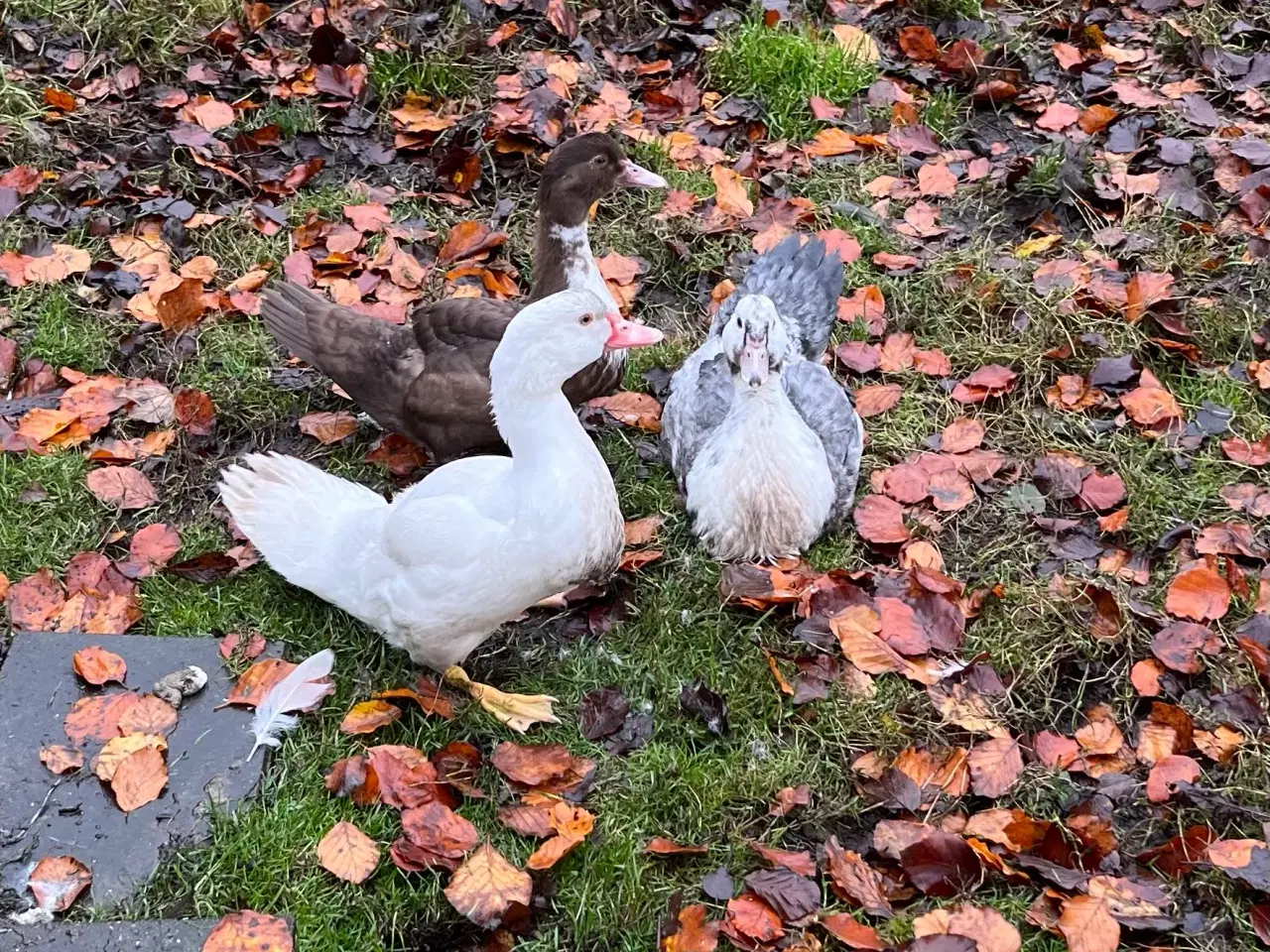 Billede 2 - 2 moskus ællinger søger nyt hjem