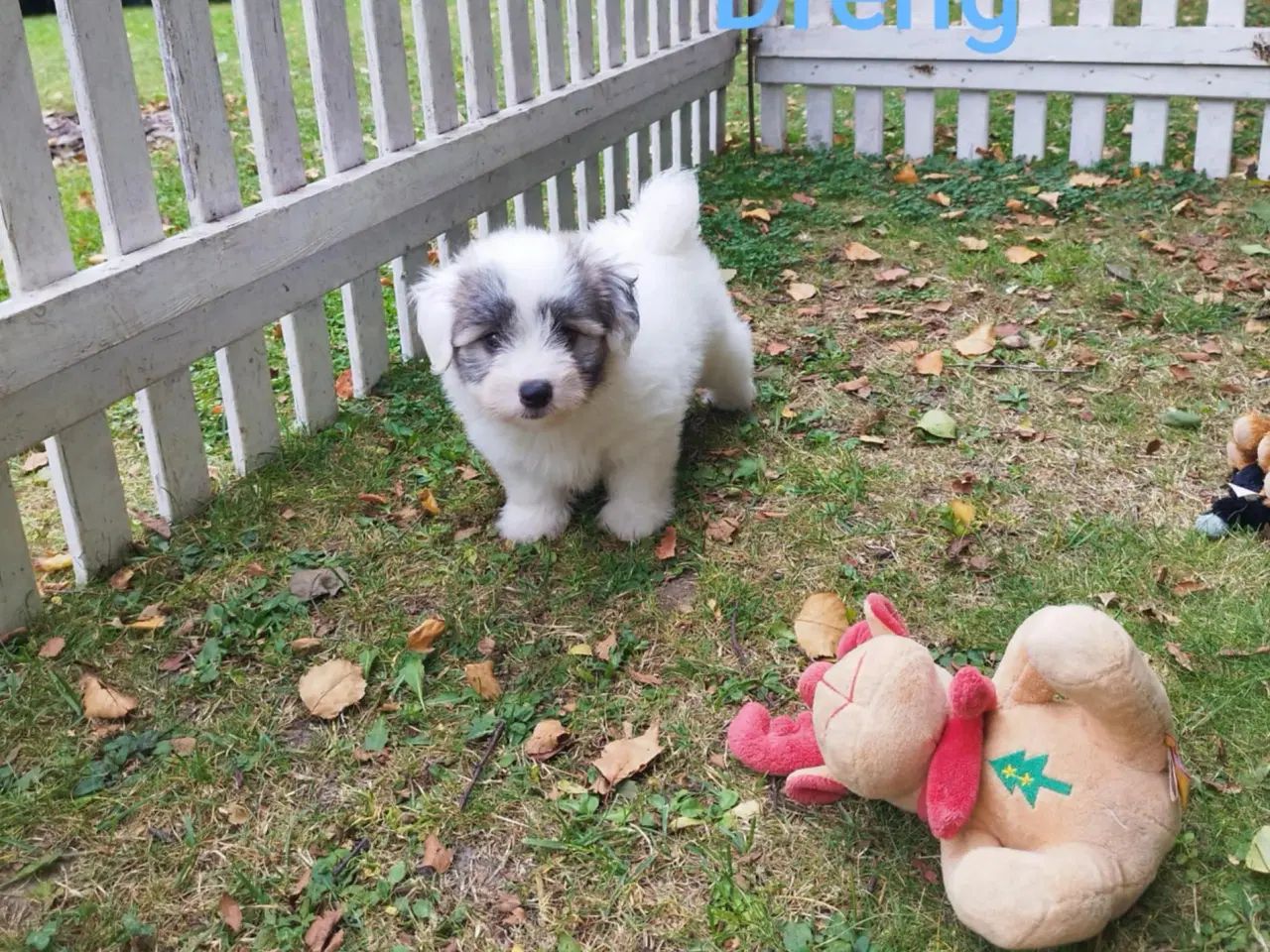Billede 9 - Coton de tulear