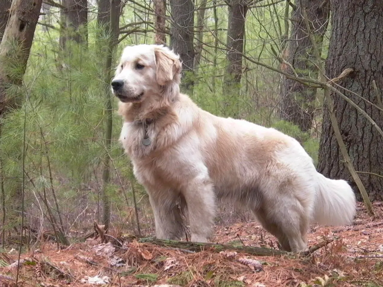 Billede 1 - Søger Golden Retriever
