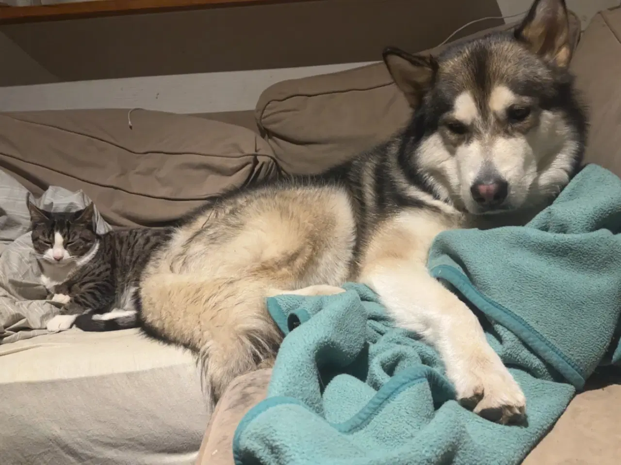 Billede 3 - Alaskan malamute, Han
