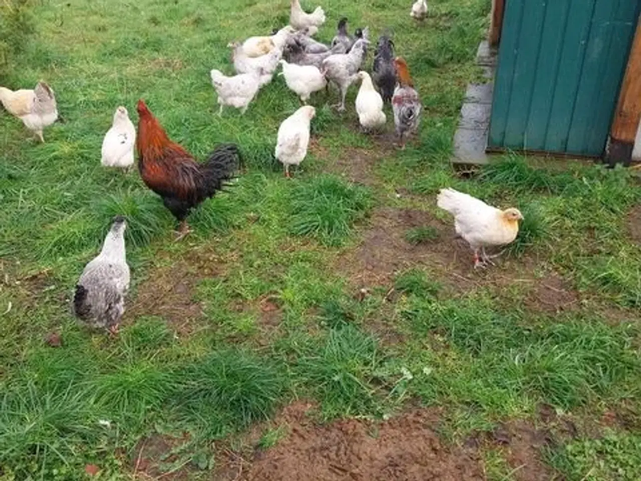 Billede 5 - 10 æg fra mine fritgående kyllinger i 6818 Årre
