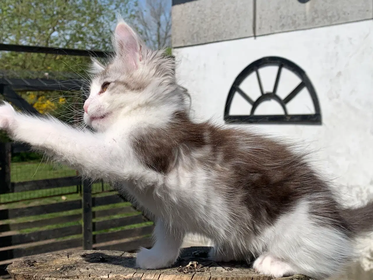 Billede 3 - Maine Coon hun killing med stamtavle