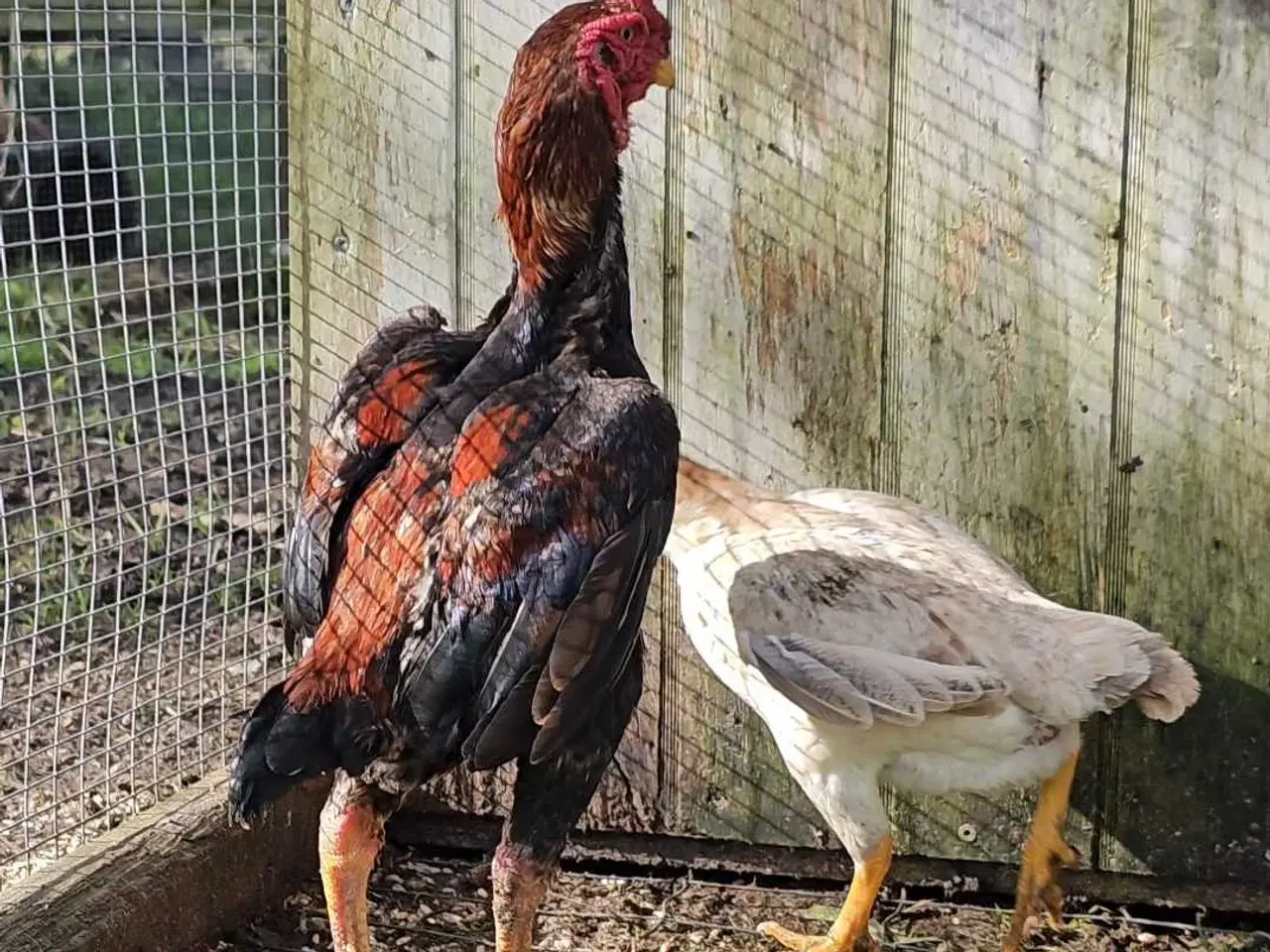 Billede 2 - Ko Shamo sælges