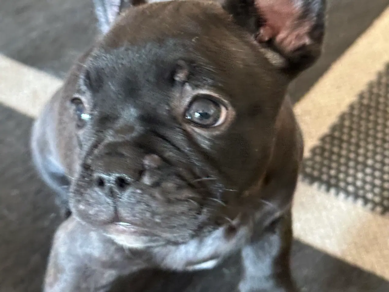 Billede 2 - Fransk bulldog hvalp