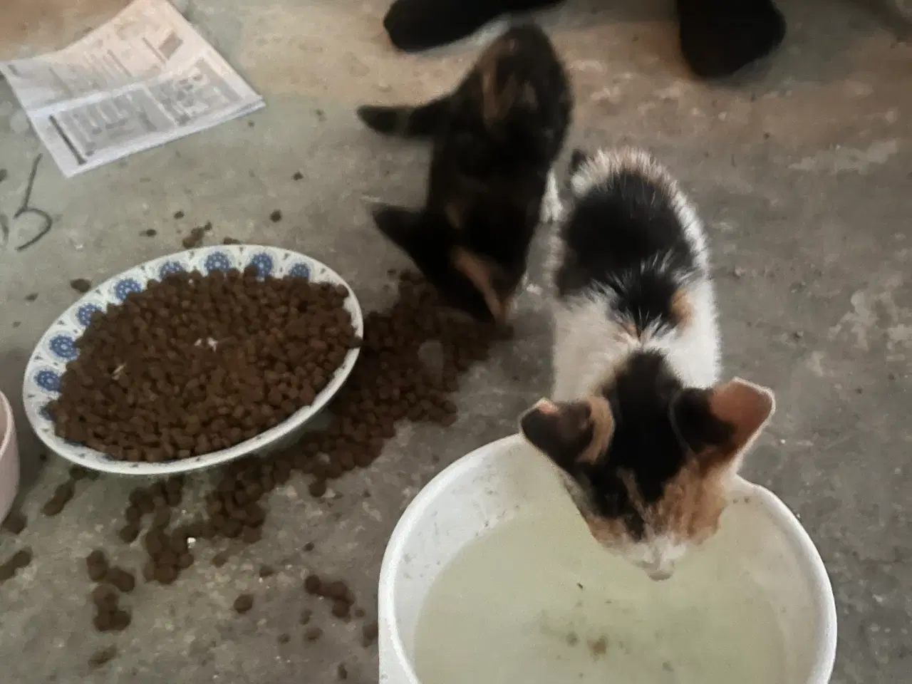 Billede 1 - Katte søger nyt hjem 