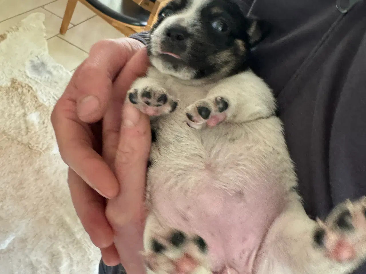 Billede 4 - Dansk svensk gårdhund