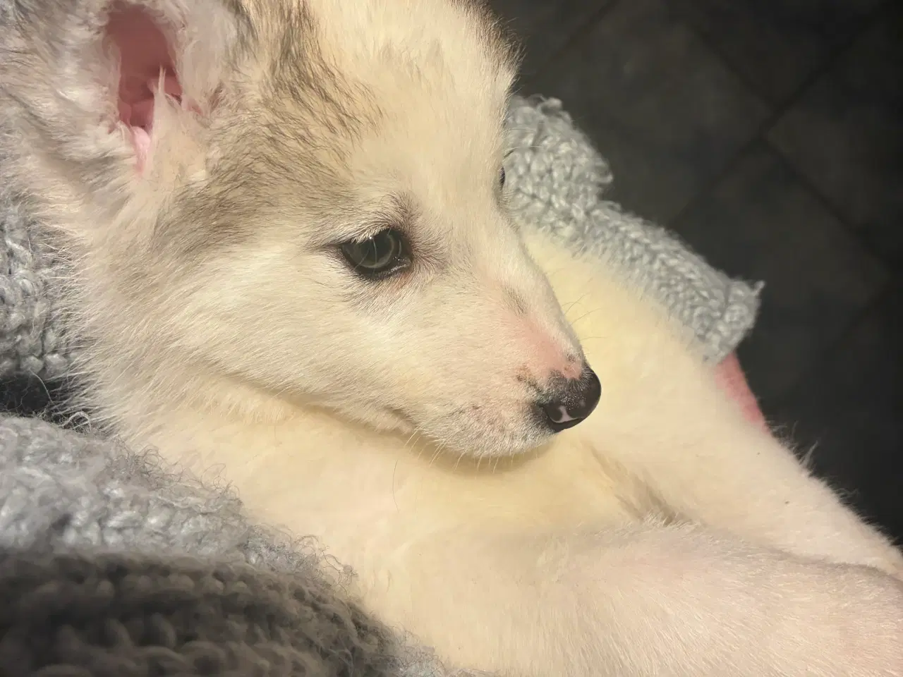 Billede 7 - Smukke slædehunde