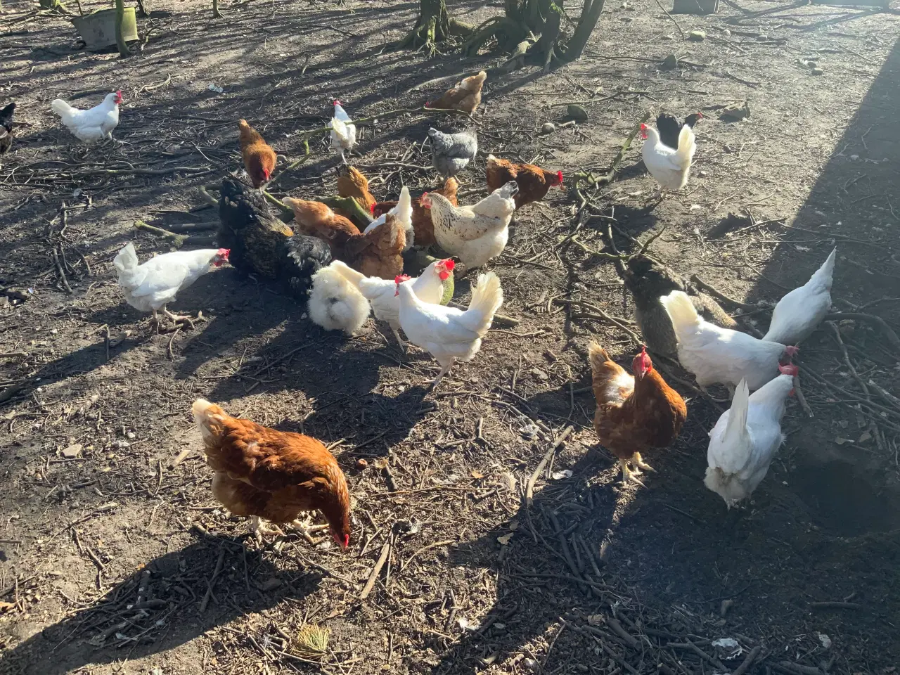 Billede 1 - Hønseflok